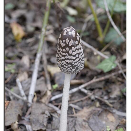 Coprinopsis picacea: Mushroom in habitat Road or Transportation in the NatureSpots App