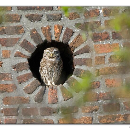 Little Owl: Animal in habitat Garden in the NatureSpots App