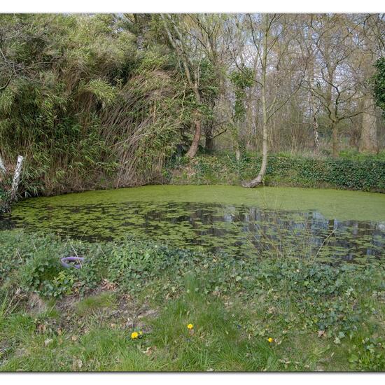 Landscape: Freshwater in habitat Pond in the NatureSpots App