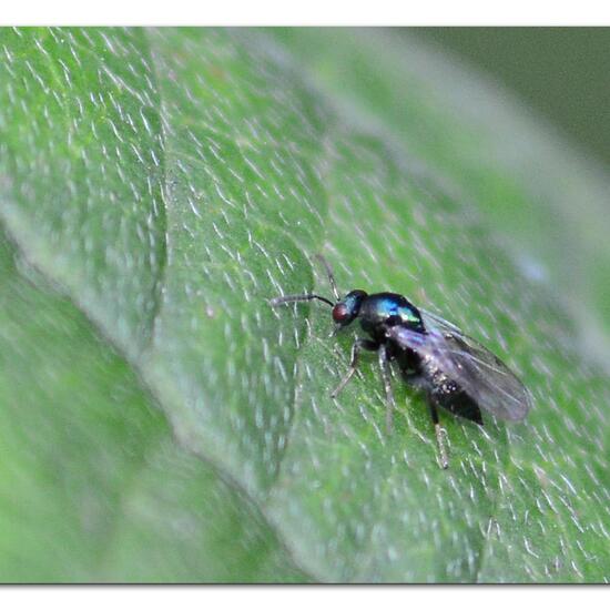 Torymidae: Tier im Habitat Grasland und Büsche in der NatureSpots App