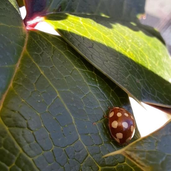 Cream-spot ladybird: Animal in nature in the NatureSpots App