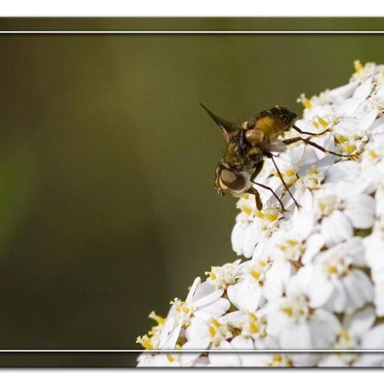 Ectophasia crassipennis: Tier im Habitat Grasland und Büsche in der NatureSpots App