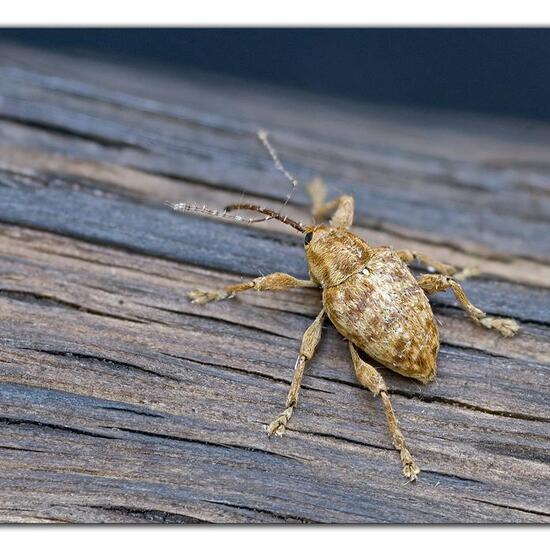 Liophloeus tessulatus: Tier im Habitat Garten in der NatureSpots App