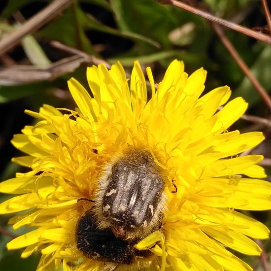 Trauer-Rosenkäfer: Tier im Habitat Naturnahe Wiese in der NatureSpots App