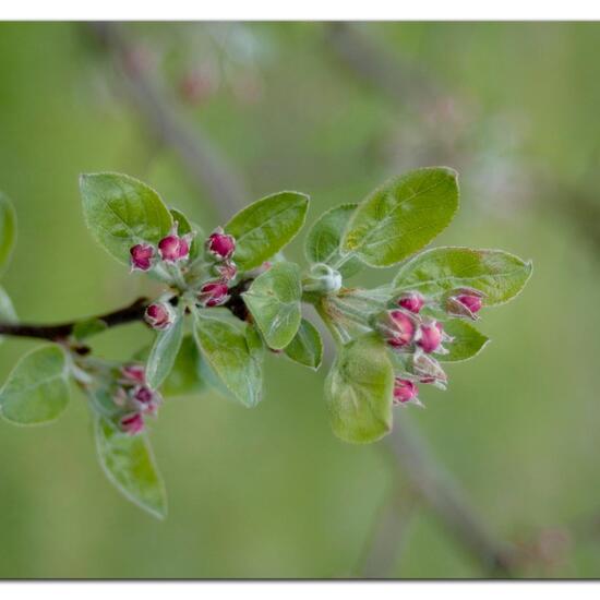 Äpfel: Pflanze im Habitat Garten in der NatureSpots App