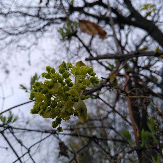 Acer platanoides: Plant in habitat Park in the NatureSpots App