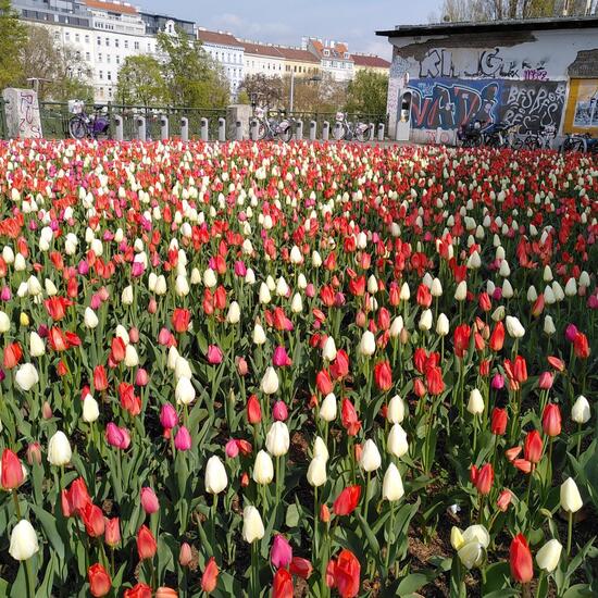 Landschaft: Stadt und Garten im Habitat Hecke/Blumenbeet in der NatureSpots App