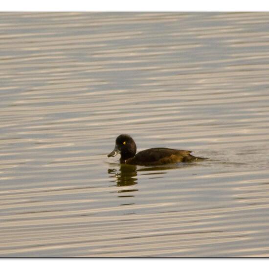Tufted Duck: Animal in habitat Pond in the NatureSpots App