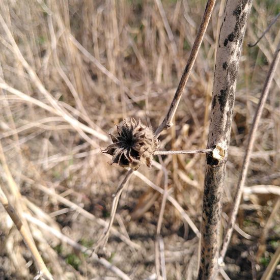 Eine unbekannte Art: Pflanze im Habitat Felder in der NatureSpots App