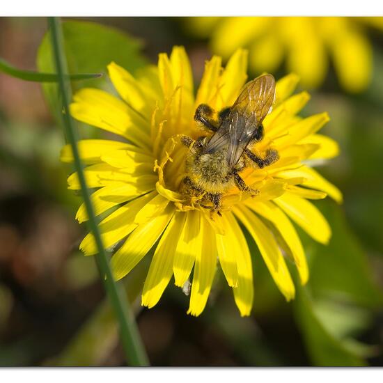 Andrena vaga: Animal in nature in the NatureSpots App