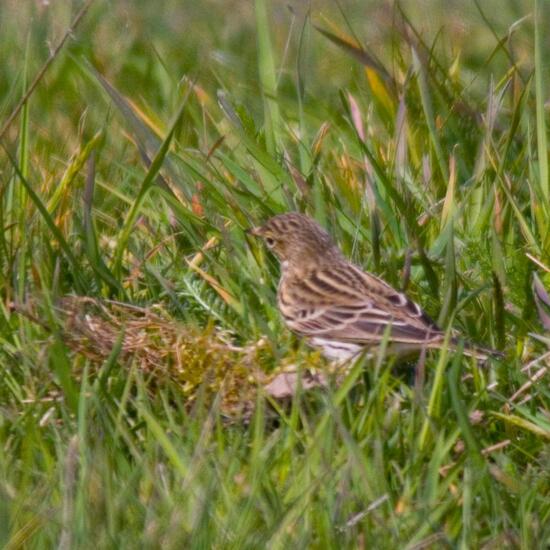 Meadow Pipit: Animal in habitat Agricultural meadow in the NatureSpots App