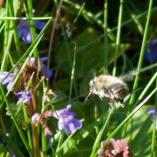 Gemeine Pelzbiene: Tier im Habitat Garten in der NatureSpots App