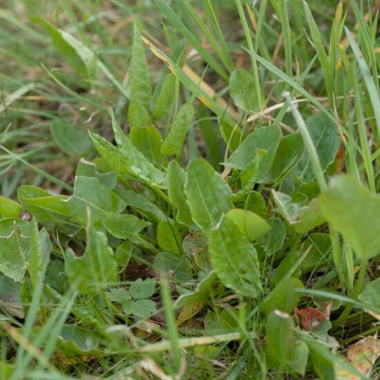 Wiesen-Sauerampfer: Pflanze in der Natur in der NatureSpots App