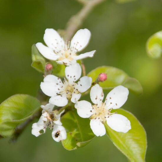 Landschaft: Grasland und Büsche im Habitat Halb-natürliches Grasland in der NatureSpots App