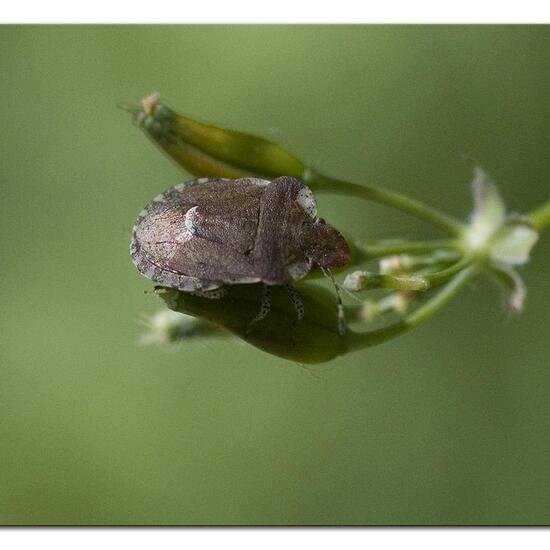 Dyroderes umbraculatus: Tier im Habitat Wald in der NatureSpots App