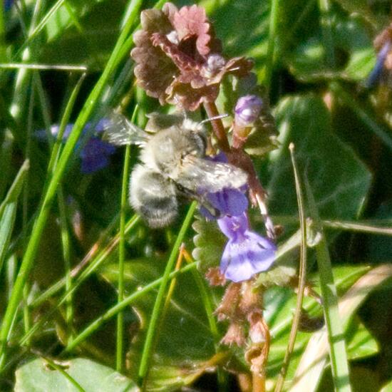 Gemeine Pelzbiene: Tier im Habitat Garten in der NatureSpots App