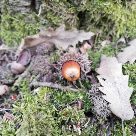 andere Art: Pflanze im Habitat Wald der gemäßigten Breiten in der NatureSpots App