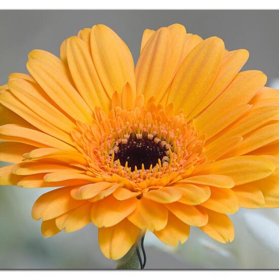 Gerbera bellidiastrum: Plant in habitat Living space or Indoor in the NatureSpots App