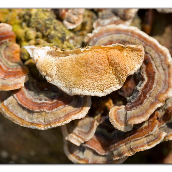 Trametes versicolor: Mushroom in nature in the NatureSpots App