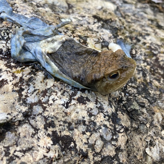 Kröten: Tier im Habitat Teich in der NatureSpots App