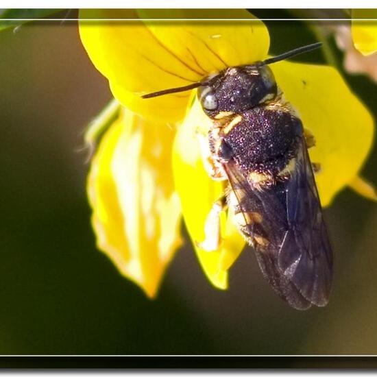 Anthidiellum strigatum: Tier im Habitat Strasse/Verkehr in der NatureSpots App