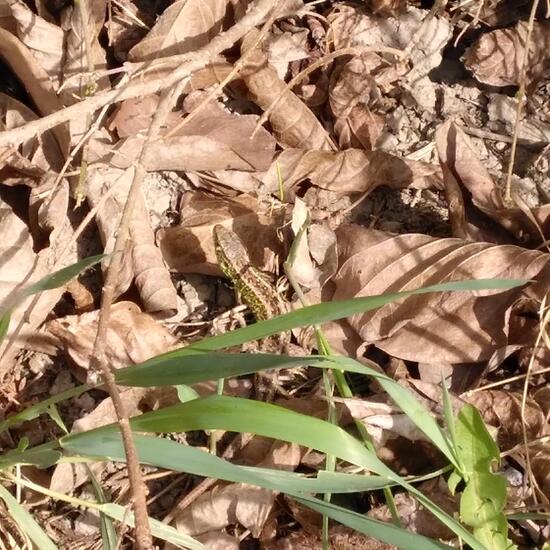 Sand lizard: Animal in habitat Flowerbed in the NatureSpots App