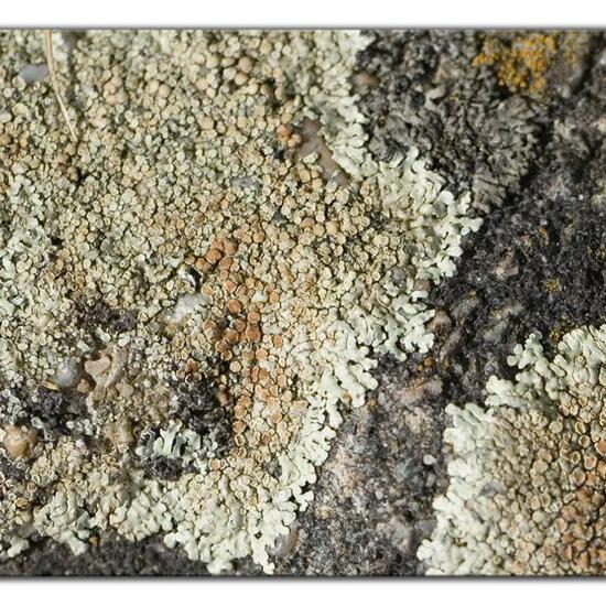 Lecanora muralis: Pilz im Habitat Strasse/Verkehr in der NatureSpots App