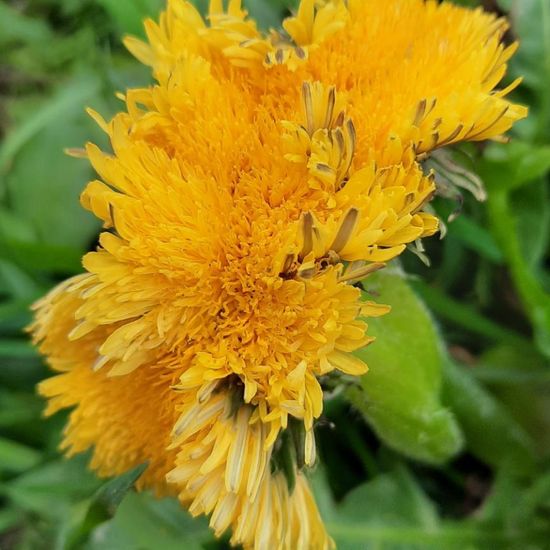 Taraxacum fasciatum: Plant in habitat City and Urban in the NatureSpots App