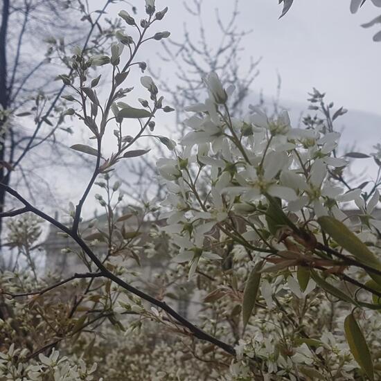 Eine unbekannte Art: Pflanze im Habitat Innenstadt in der NatureSpots App