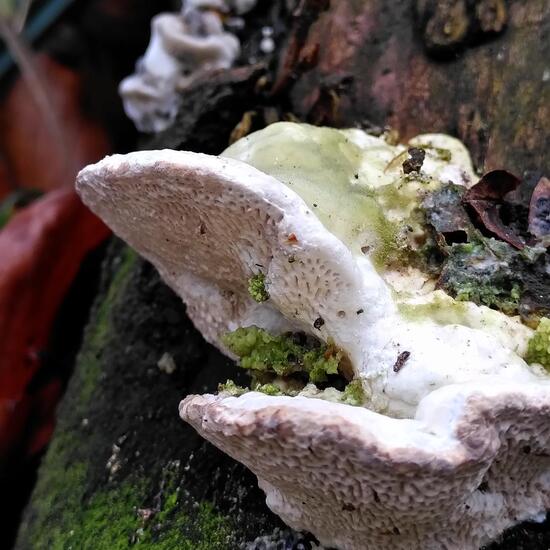 Trametes gibbosa: Mushroom in habitat Temperate forest in the NatureSpots App