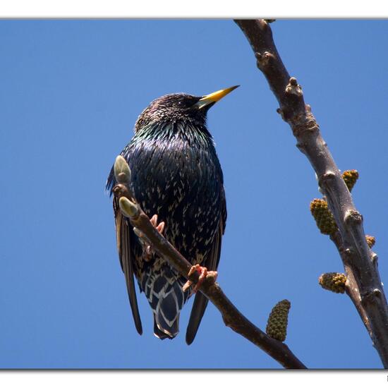Common starling: Animal in habitat Garden in the NatureSpots App