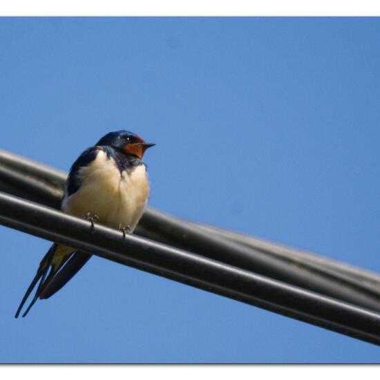 Barn Swallow: Animal in habitat Road or Transportation in the NatureSpots App