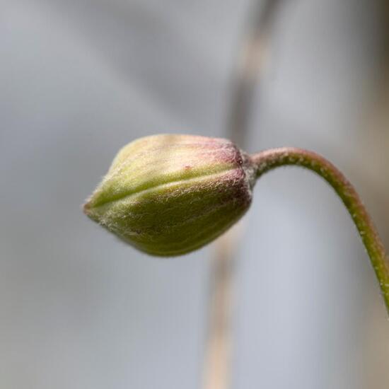 Anemone clematis: Plant in habitat Garden in the NatureSpots App