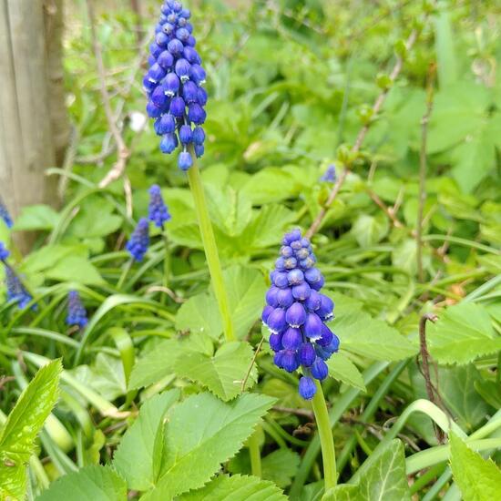 Traubenhyazinthen: Pflanze im Habitat Garten in der NatureSpots App