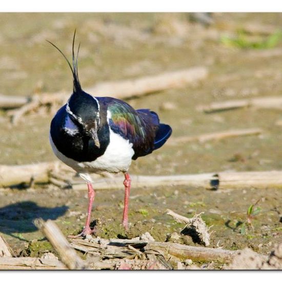 Northern Lapwing: Animal in habitat Crop cultivation in the NatureSpots App