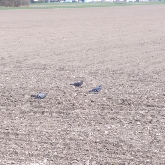 Domestic pigeon: Animal in habitat Crop cultivation in the NatureSpots App