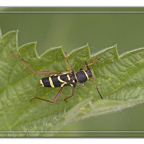 Echter Widderbock: Tier im Habitat Wald in der NatureSpots App