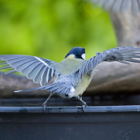 Great Tit: Animal in habitat Garden in the NatureSpots App