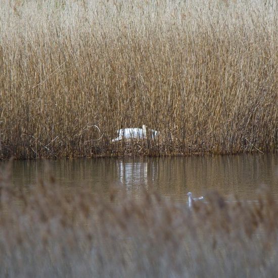 Höckerschwan: Tier im Habitat Teich in der NatureSpots App