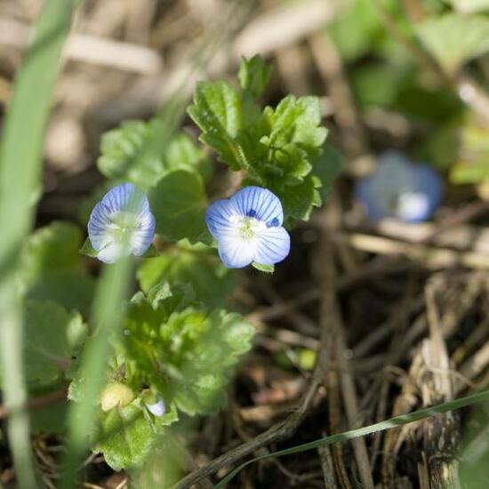 Persischer Ehrenpreis: Pflanze im Habitat Strasse/Verkehr in der NatureSpots App