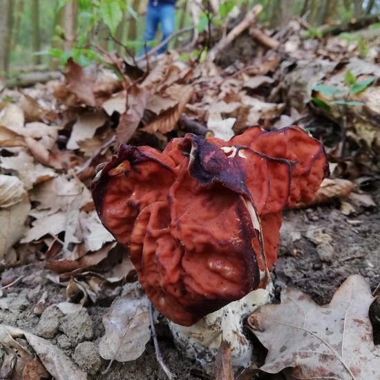 Gyromitra fastigiata: Mushroom in habitat Temperate forest in the NatureSpots App