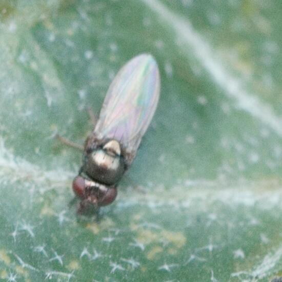 Calliopum aeneum: Tier im Habitat Garten in der NatureSpots App