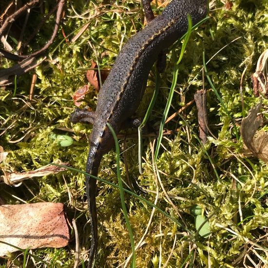 Bergmolch: Tier im Habitat Landwirtschaftliche Wiese in der NatureSpots App