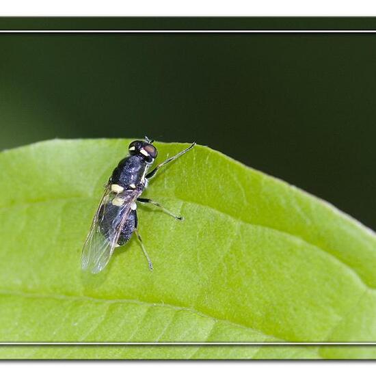 Oxycera leonina: Tier im Habitat Grasland und Büsche in der NatureSpots App