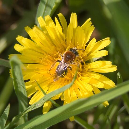 Rotschopfige Sandbiene: Tier im Habitat Halb-natürliches Grasland in der NatureSpots App