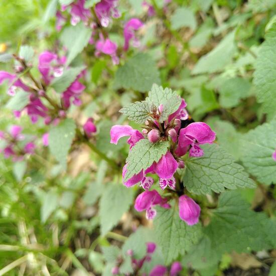 Lamium: Plant in habitat Temperate forest in the NatureSpots App