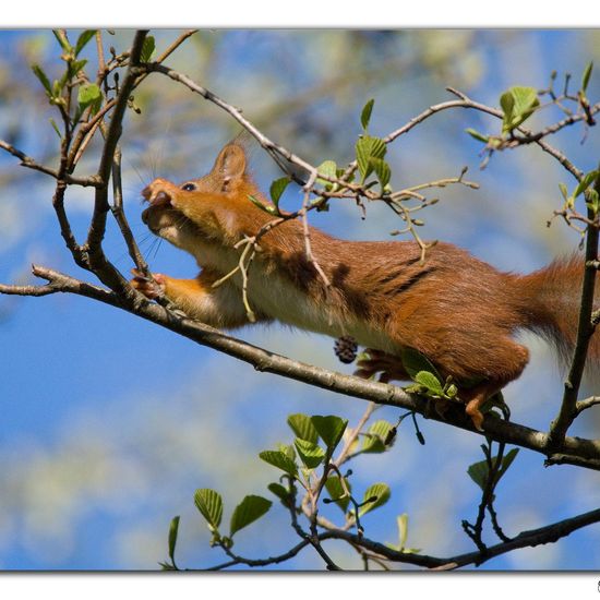 Eurasisches Eichhörnchen: Tier im Habitat Hinterhof in der NatureSpots App