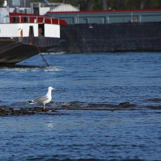 Laridae: Animal in habitat River in the NatureSpots App