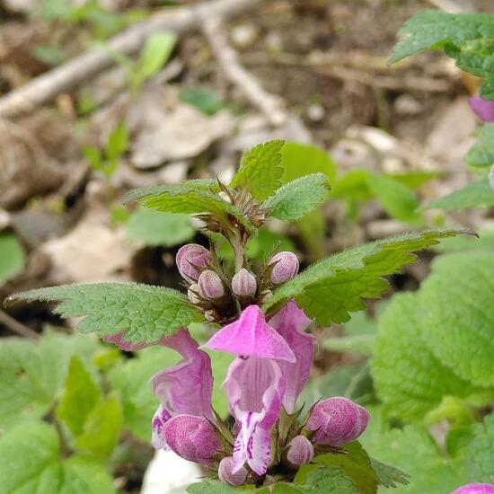 Red dead-nettle: Plant in habitat Riparian forest in the NatureSpots App