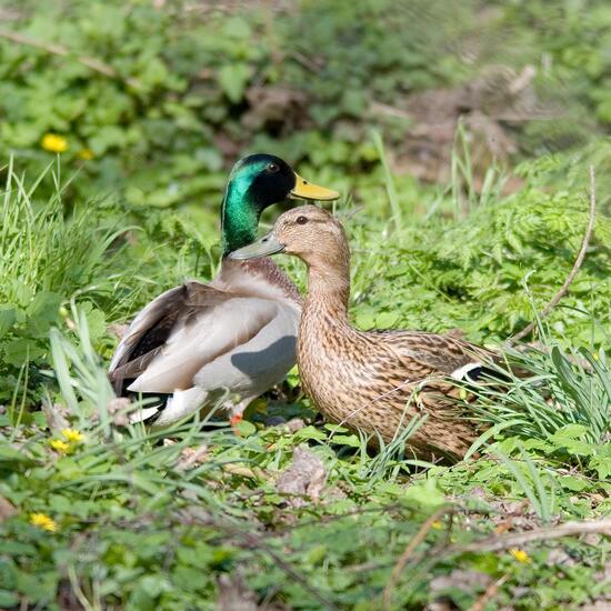 Mallard: Animal in habitat Backyard in the NatureSpots App